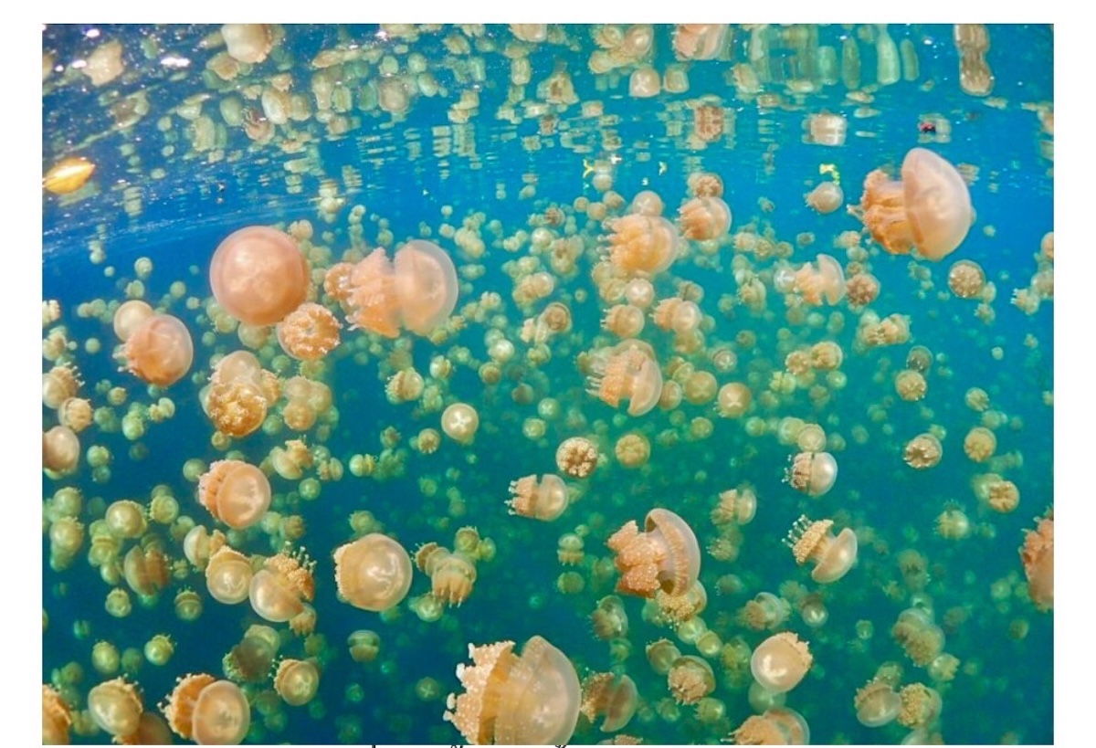 Jellyfish