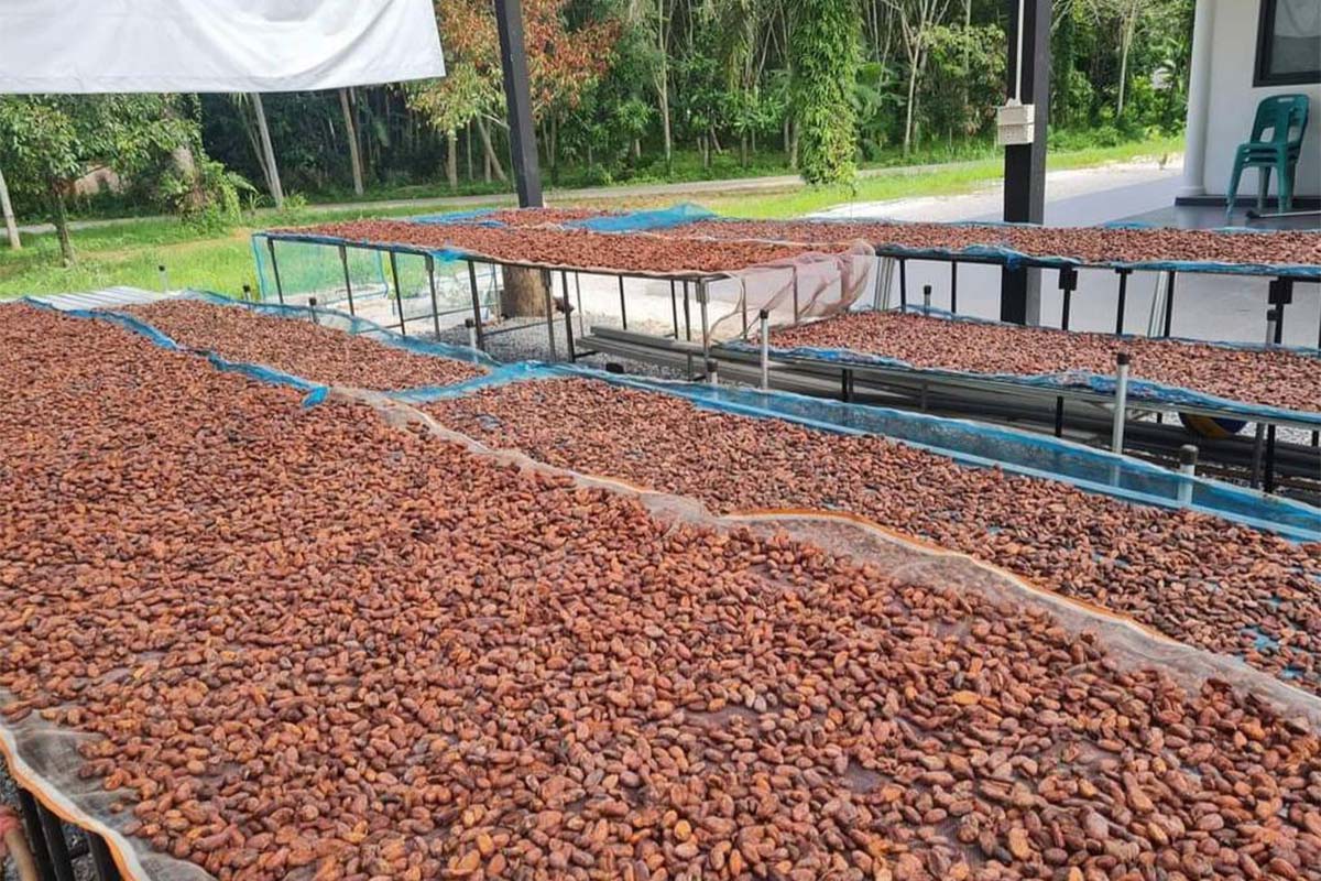 Thala Cocoa