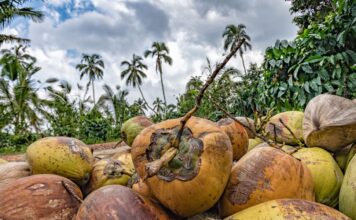 Coconut มะพร้าว