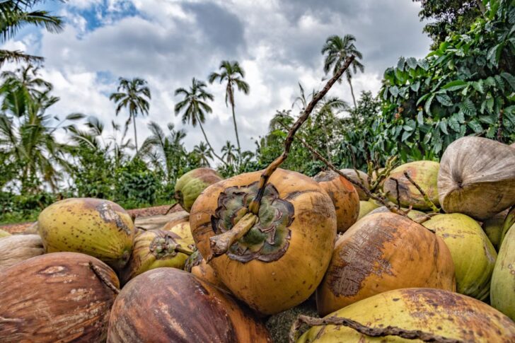 Coconut Coconut มะพร้าว