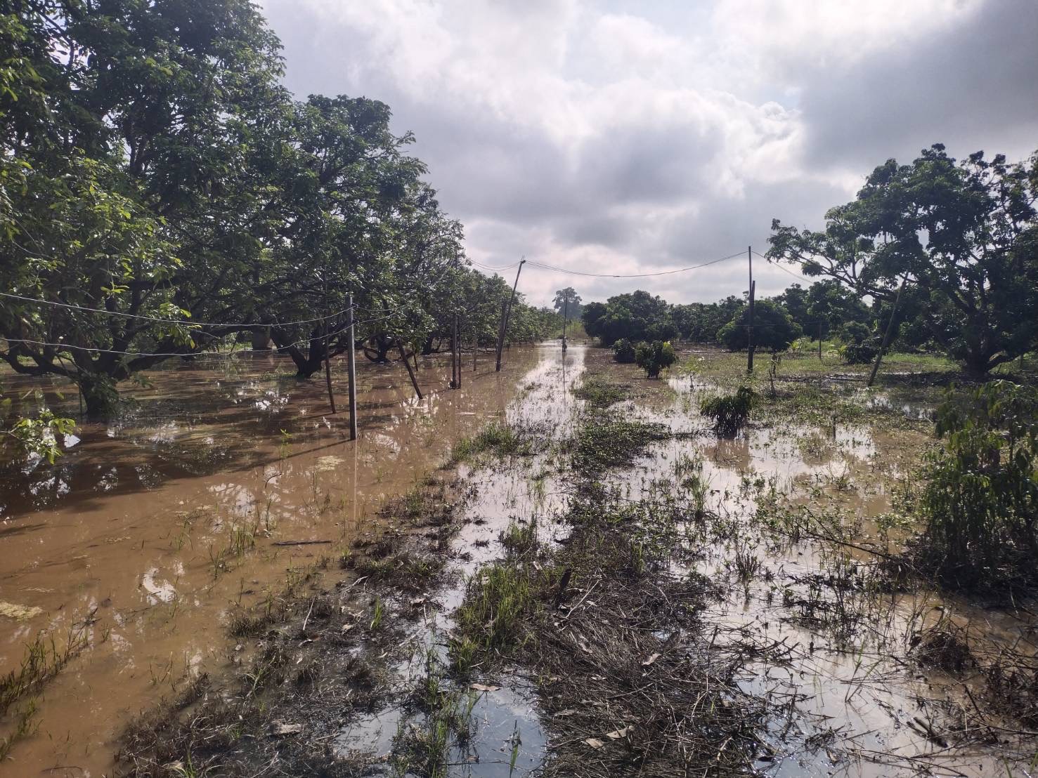 สกัดแมลง-ศัตรูพืช ในพื้นที่น้ำท่วม นำร่อง 7 จังหวัด รวม 6,600 ไร่