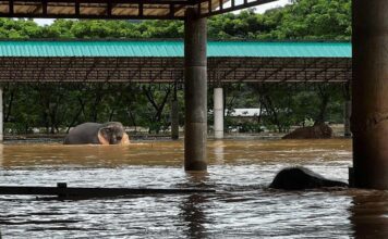 ปางช้าง แม่แตง วิกฤต “ช้าง วัว ควาย” บางส่วนที่ช่วยไม่ทัน ไหลไปตามน้ำ
