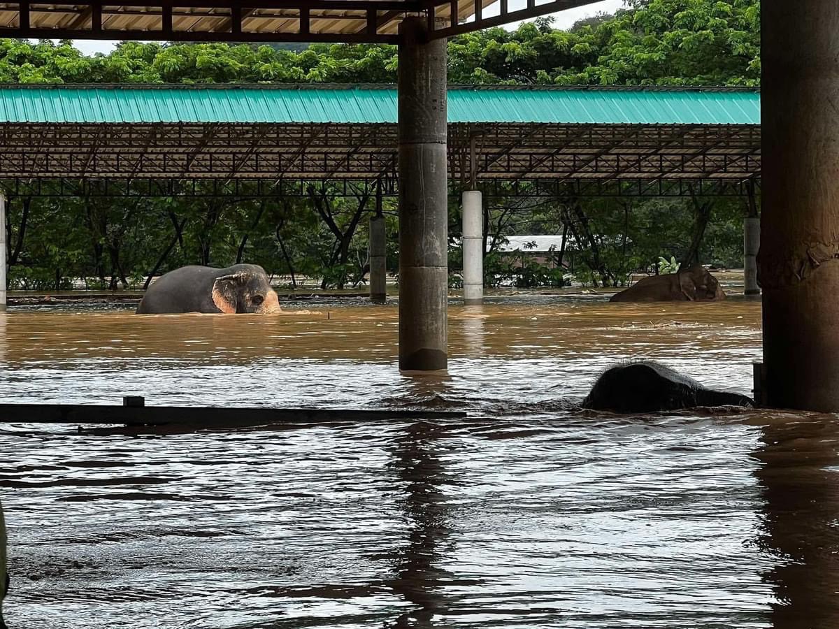 ปางช้าง แม่แตง วิกฤต “ช้าง วัว ควาย” บางส่วนที่ช่วยไม่ทัน ไหลไปตามน้ำ