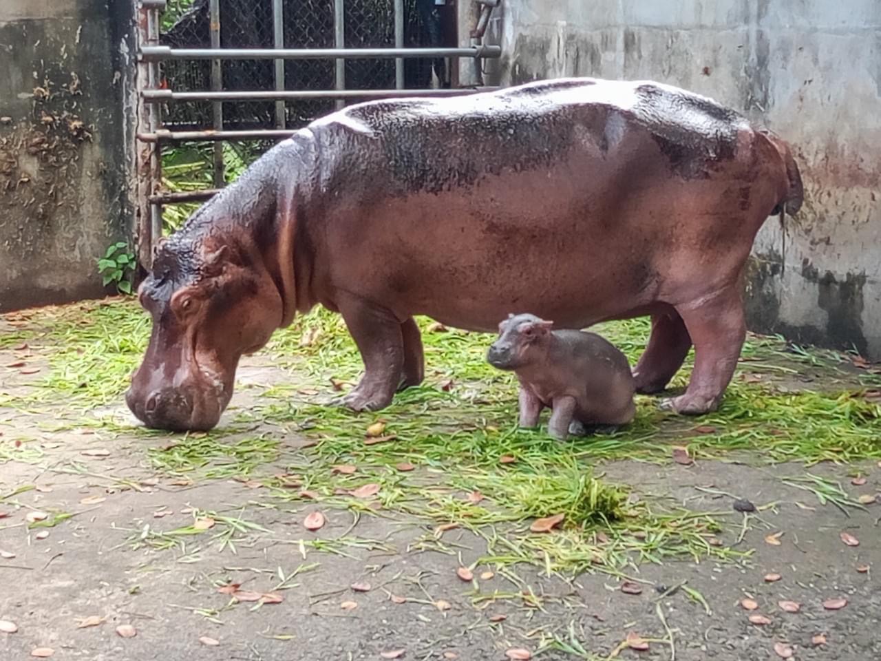 สวนสัตว์ศรีสะเกษ ได้สมาชิกใหม่ ‘ลูกฮิปโปโปเตมัส’ เตรียมประกวดตั้งชื่อ