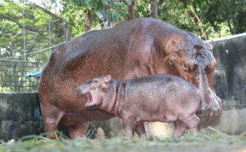 ศรีสะเกษชวนโหวตตั้งชื่อ 'น้องฮิปโป' ผ่านเพจสวนสัตว์ 28-31 ต.ค. 67