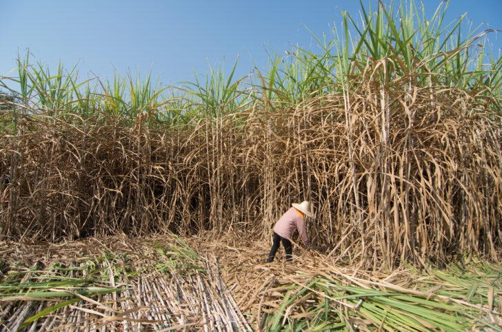 Sugarcane-Thailand ไร่อ้อยไทย