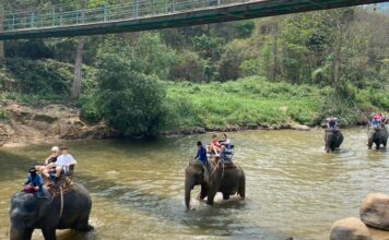 ช้าง