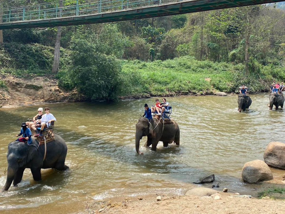 ‘ธุรกิจปางช้าง’ มีรายได้เท่าไหร่ ? 