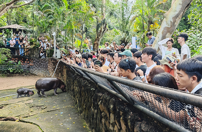 ธุรกิจแห่สร้างคอนเทนต์ “หมูเด้ง” สวนสัตว์ให้สิทธิทำตลาด 6 เดือน