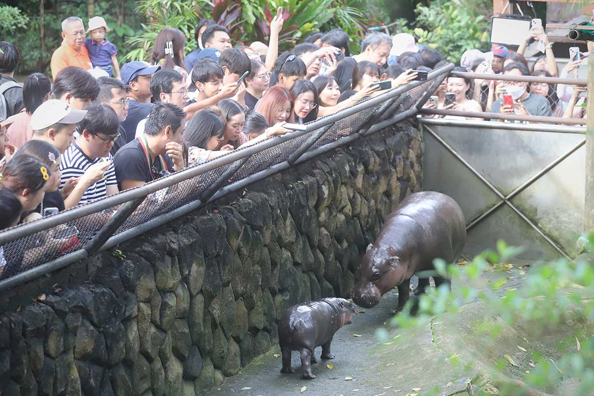 ว่าด้วยลิขสิทธิ์ของน้องหมูเด้ง
