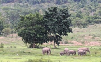 wild elephant