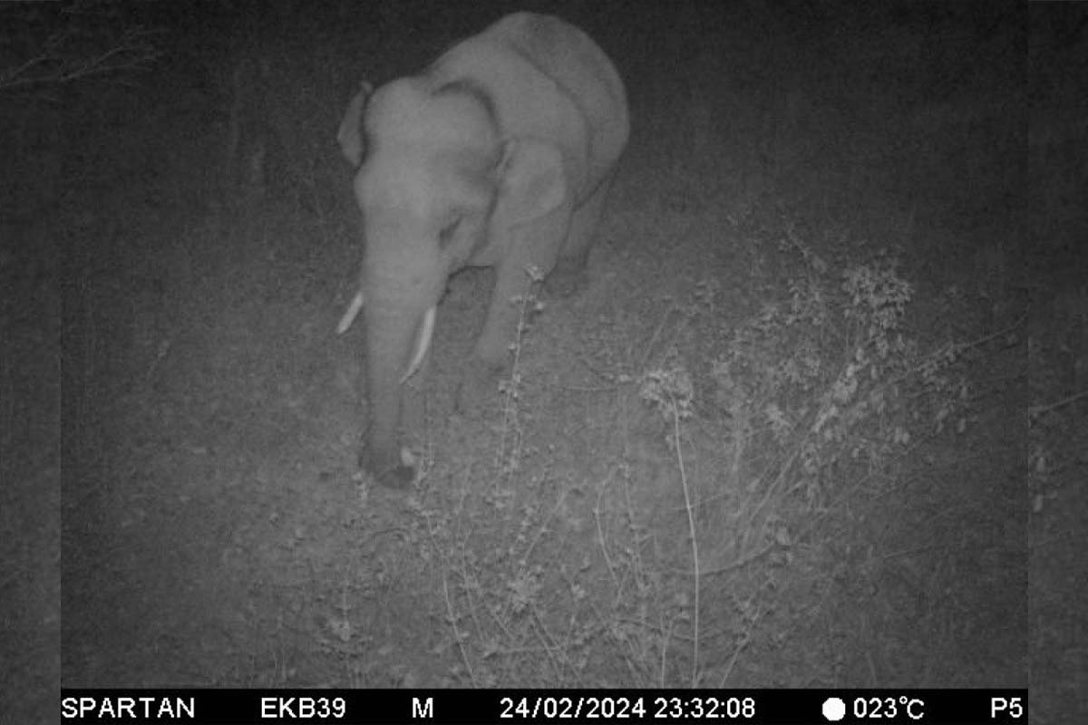 wild elephant
