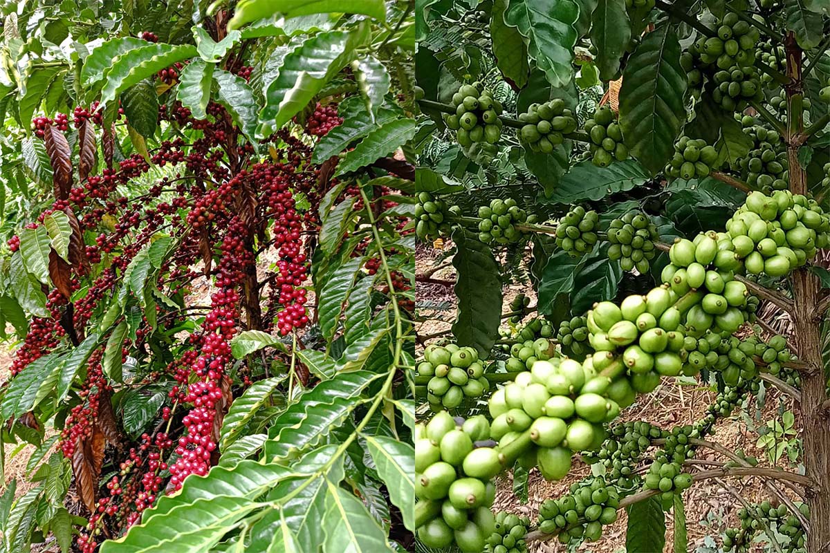 Loeicoffee