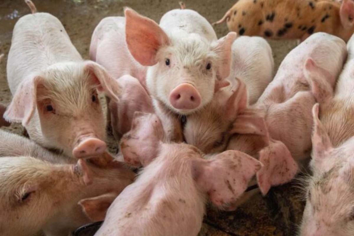“ผู้เลี้ยงหมูนครศรี-พัทลุง” หนี้ท่วม เอเย่นต์-โรงงานอาหารสัตว์ กระทบเป็นโดมิโน