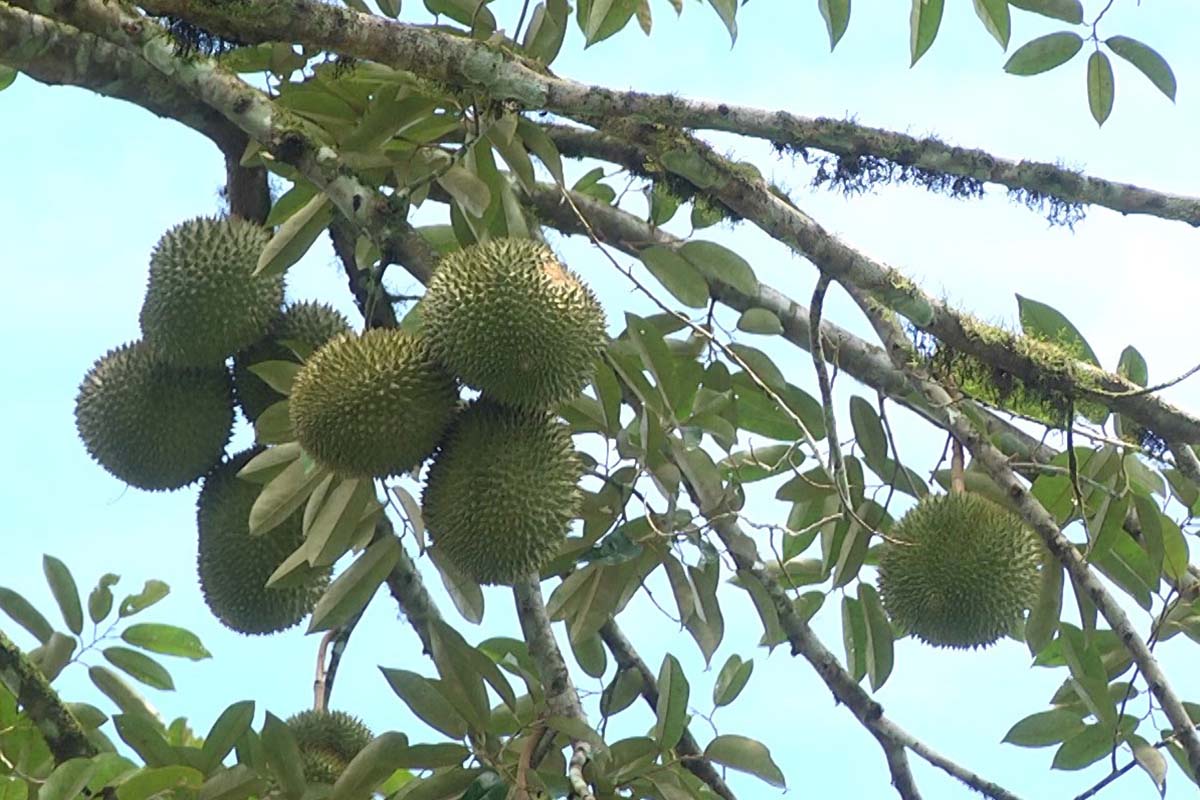 durian-Out-season