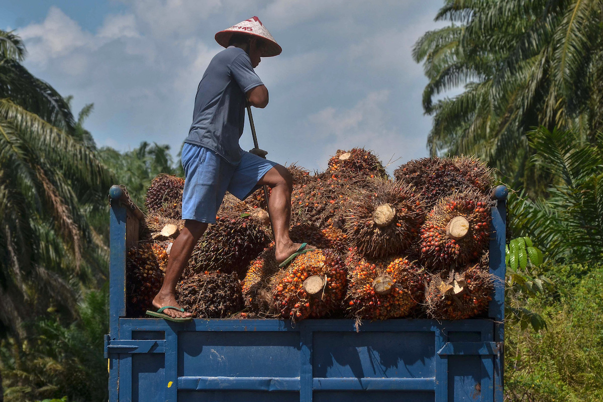 เสียงเตือนจากอินโดนีเซีย คาดต้นปี 2025 น้ำมันปาล์มแพงขึ้น 10-15%