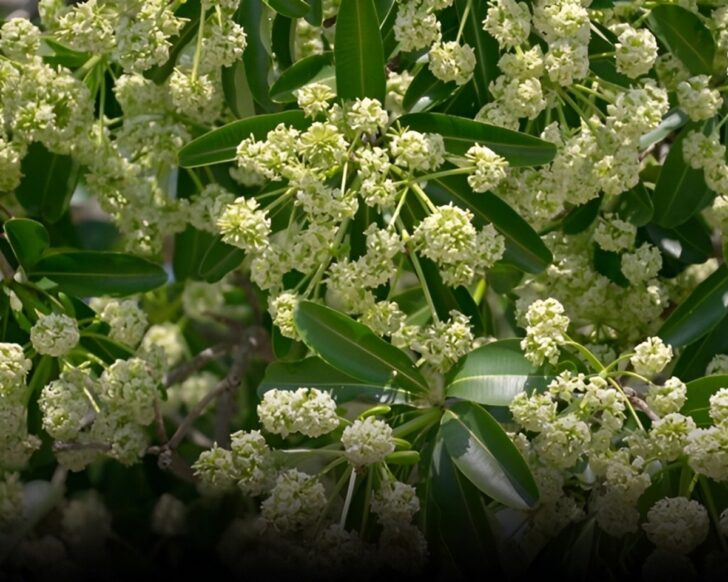 Alstonia scholaris 'ต้นตีนเป็ด' ดอกเบ่งบานสะท้านหนาว กลิ่นหอมโชยนี้ มีคุณหรือโทษ?