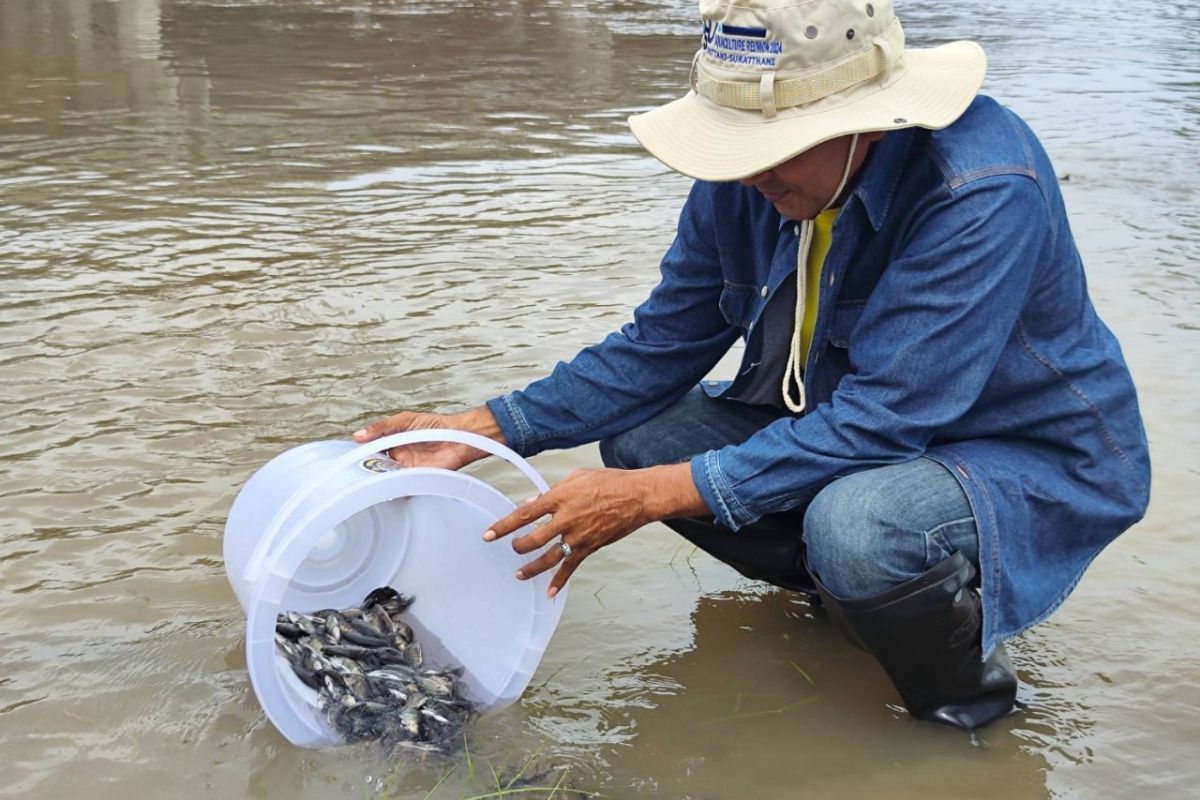 ประมงสงขลา-พัทลุง เฝ้าระวังเข้มข้น ปลอดปลาหมอคางดำ