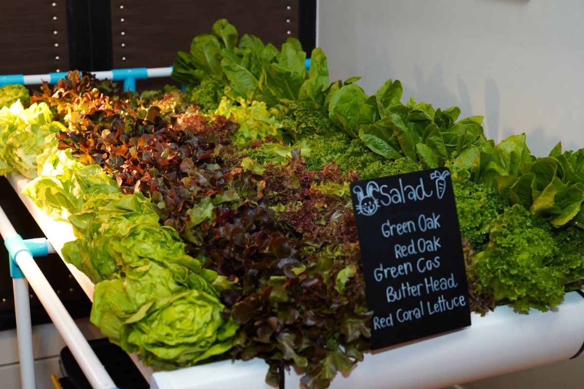 ไฮแอท เปิดตัวแคมเปญใหม่ “Be More Foodie” ชูเมนูจากวัตถุดิบธรรมชาติ