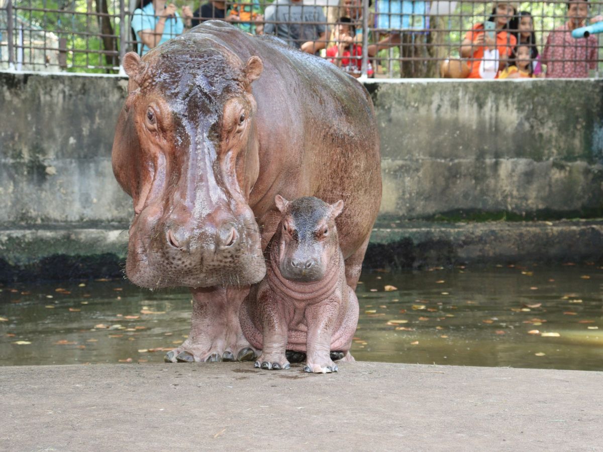 ผลโหวตล้นหลาม “น้องหอมแดง” ชื่อใหม่อย่างเป็นทางการน้องฮิปโปศรีสะเกษ