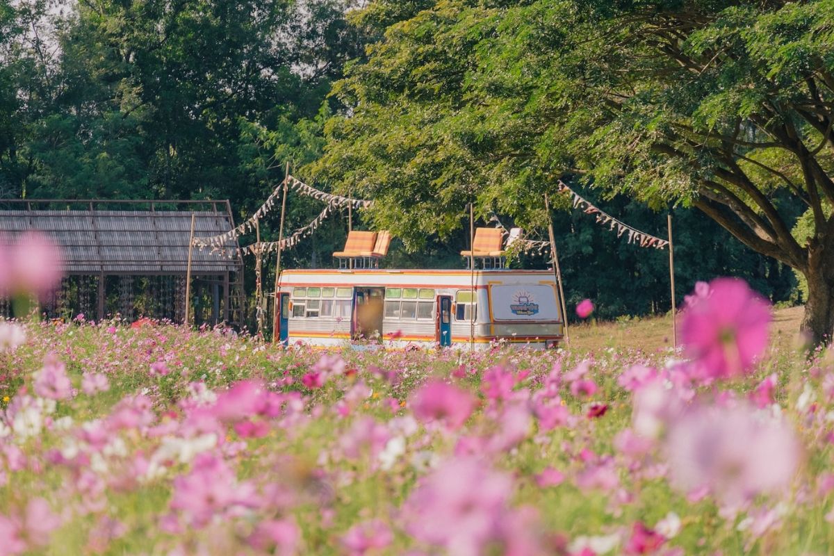 จิม ทอมป์สัน ฟาร์ม 2567 ชมทุ่งดอกไม้ รับลมหนาว สัมผัสวัฒนธรรมอีสาน