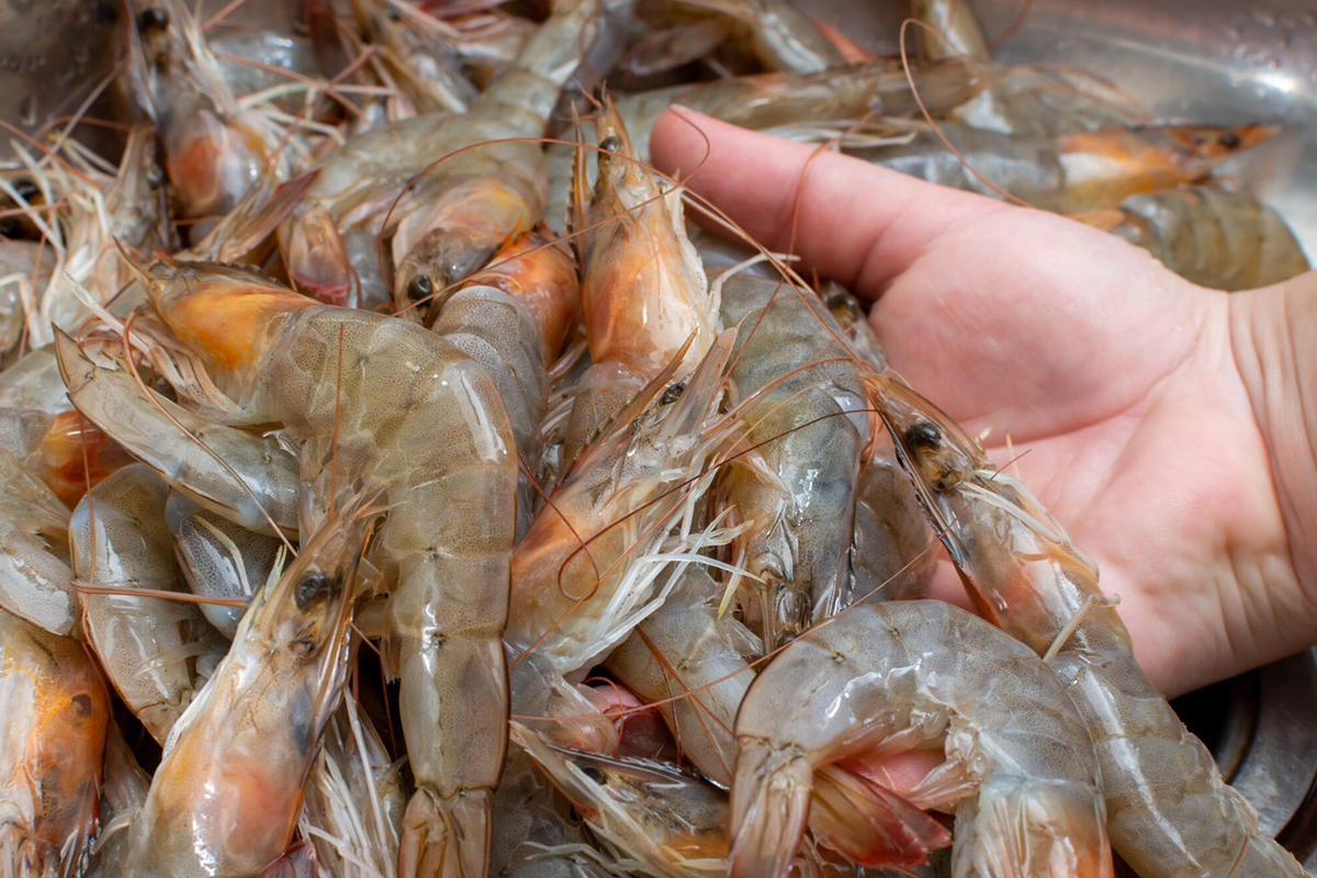 กรมประมงดันแก้โรคระบาดกุ้ง EMS เป็นวาระแห่งชาติ