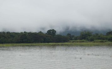 Flooding rice fields