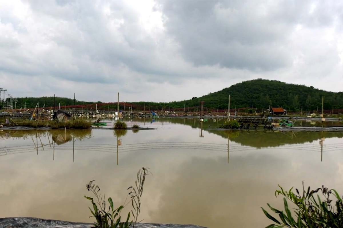 Flooding rice fields