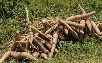 Cassava