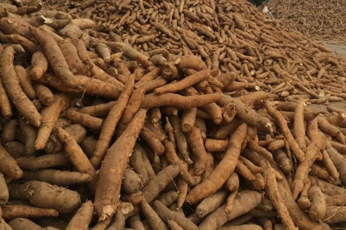 พาณิชย์ปลุกตลาดจีน จัดทัพเอกชน 16 เปิดเจรจานำเข้ามันสำปะหลังลอตใหญ่