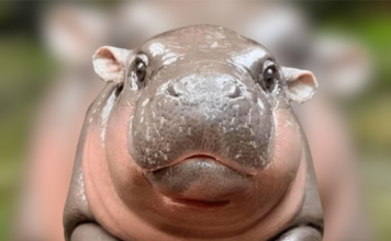Wisesight-หมูเด้ง
