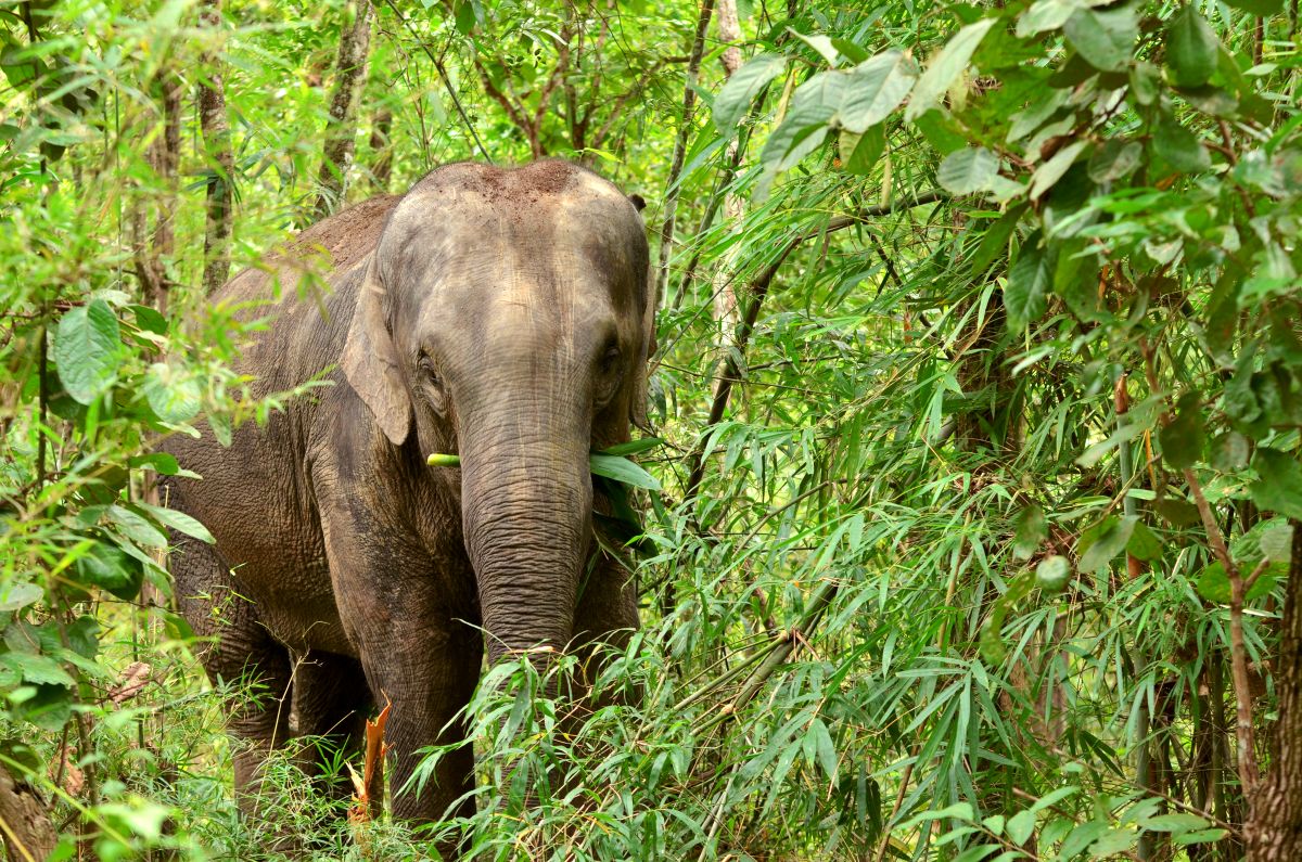 9 วิธีเอาตัวรอด ‘เมื่อเจอช้างป่า’ จากกรมอุทยานฯ