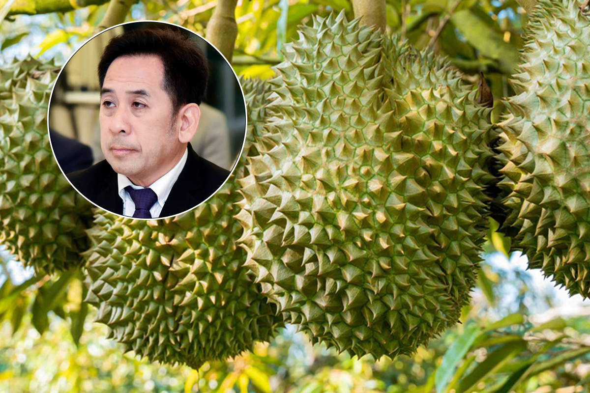 “จีน-เวียดนาม” บุกปลูกทุเรียนในลาว สัมปทานแสนไร่ เริ่มขายปี’68