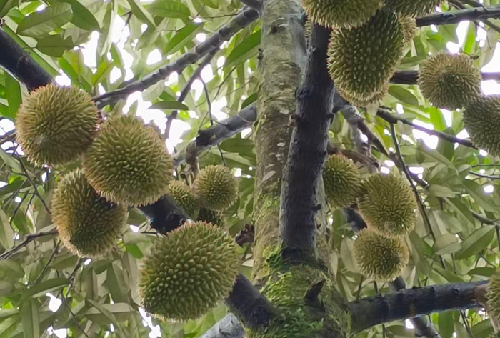 ทุเรียนลาวน่าห่วง ??