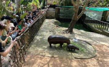 หมูเด้ง