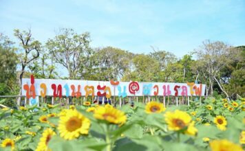 เช็กอินทุ่งดอกไม้ในสวนสาธารณะทั่วกรุง กทม.เนรมิตรับปีใหม่ 2568
