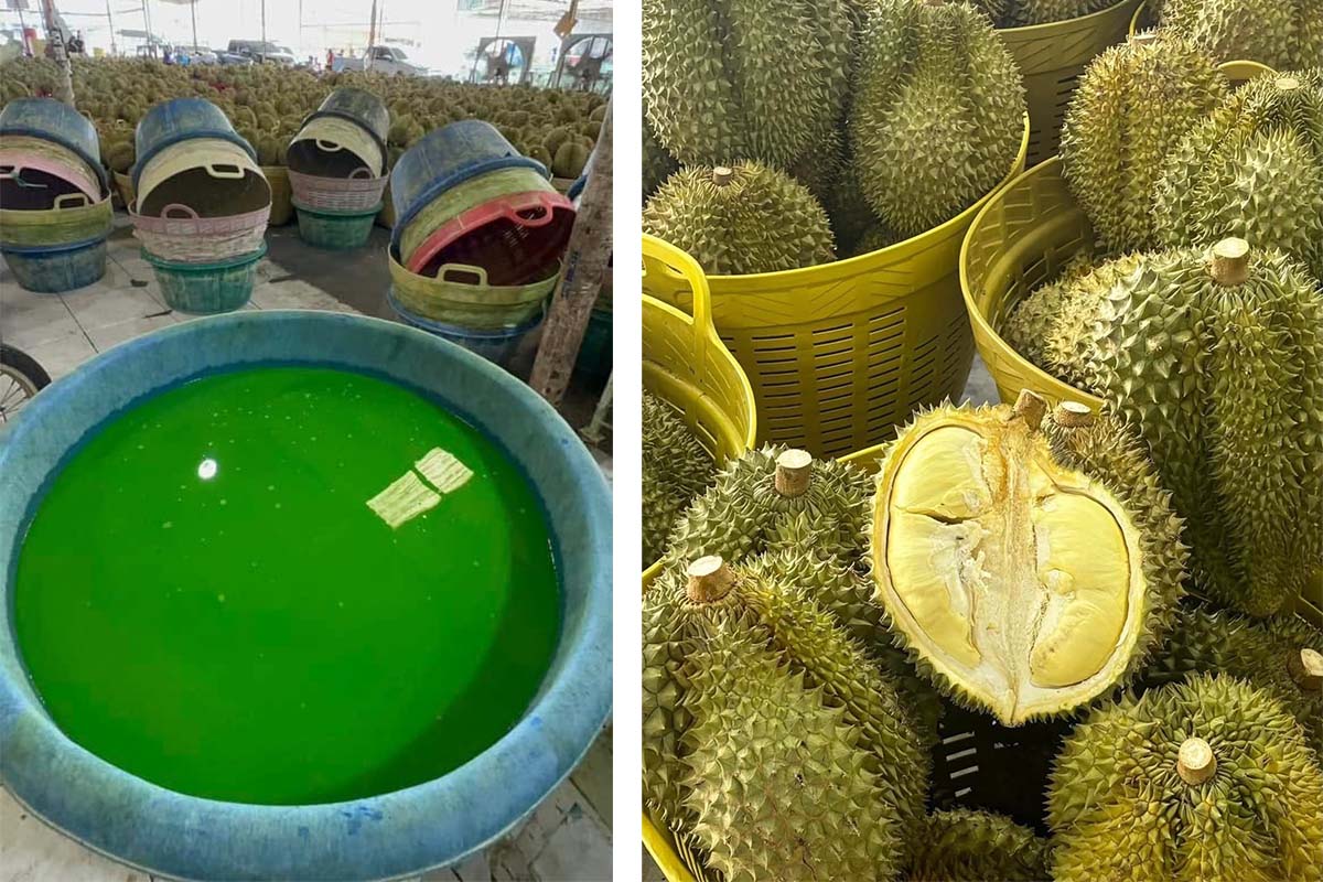Dyed Durian