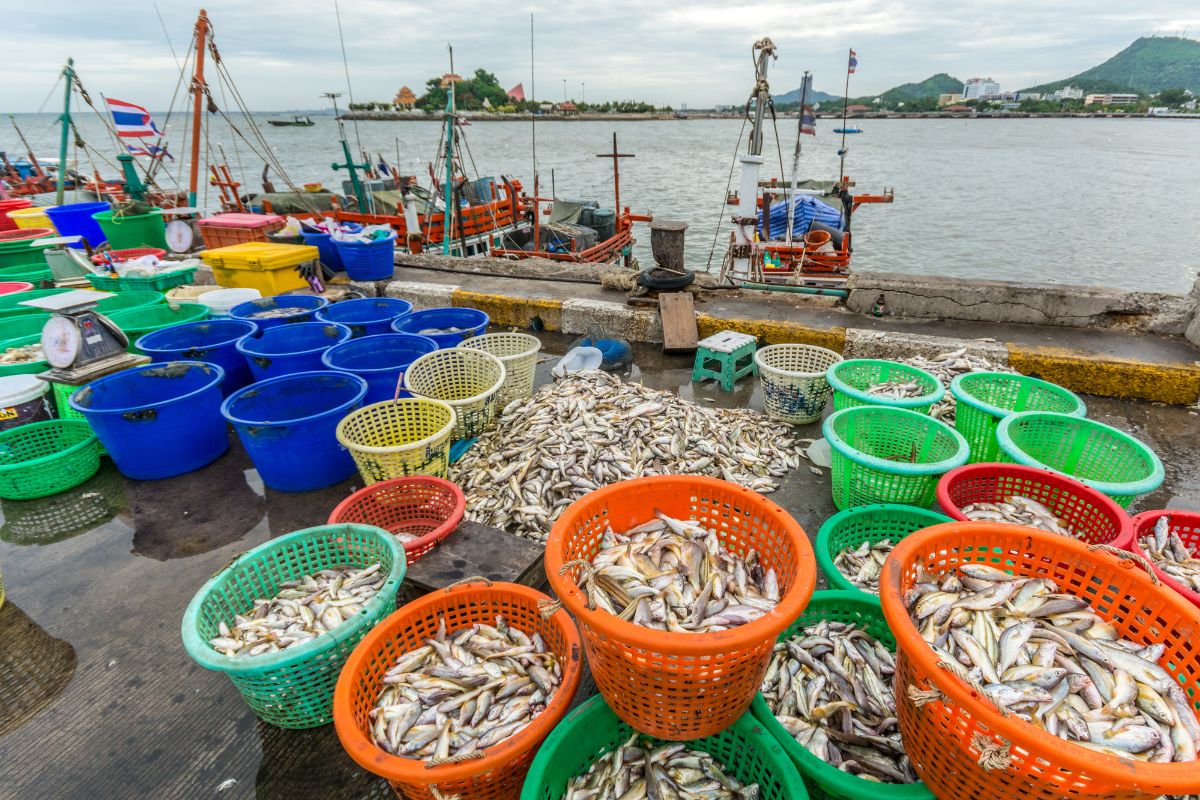 ไทยทุบสถิติส่งออกสินค้าประมงในรอบ 10 ปี กวาดรายได้ 2.40 แสนล้านบาท