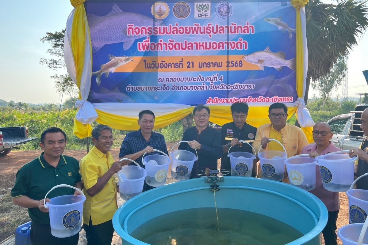 ผู้ว่าฯจังหวัดฉะเชิงเทรา จับมือชุมชน ปล่อยปลากะพงขาว 5,000 ตัว คุมปลาหมอคางดำ