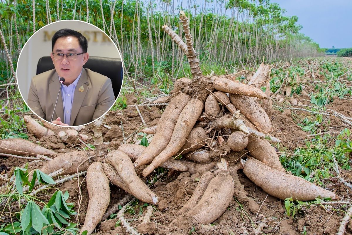ลุยเจาะตลาดมันสำปะหลัง ส่งออกฟื้นตัวในรอบ 14 เดือน หนุนราคาดีขึ้น