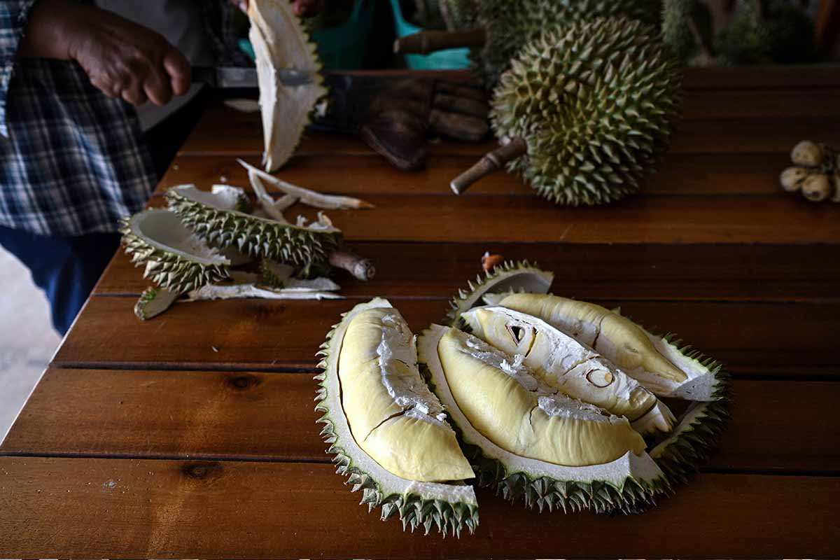 ทุเรียน