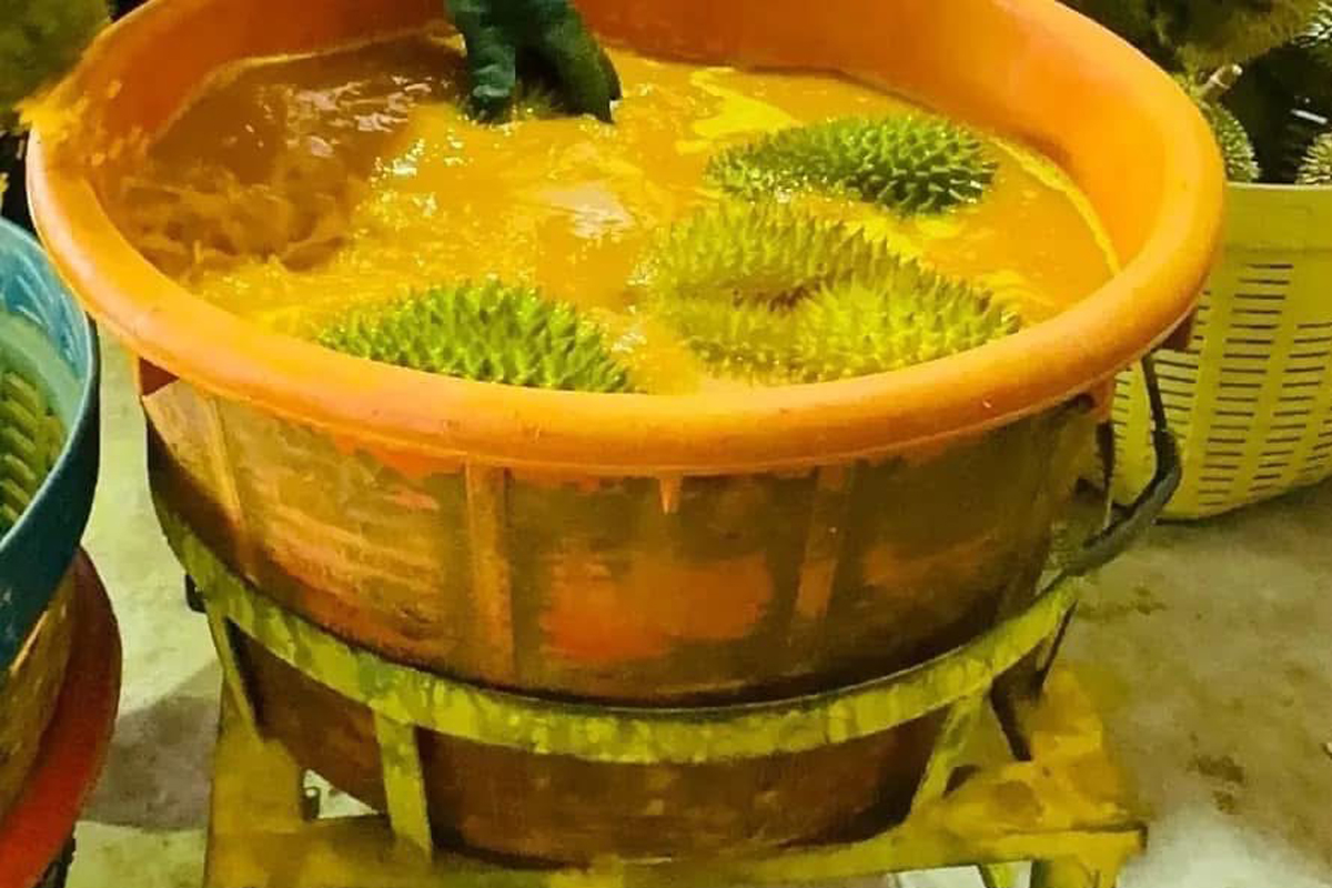 durian