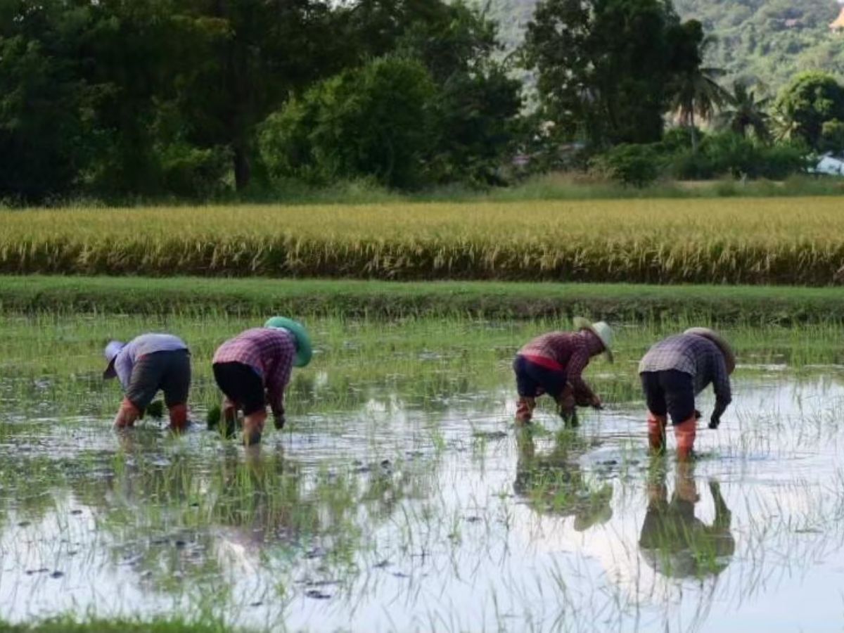 พาณิชย์ ปรับลด ปลดล็อก ขึ้นทะเบียนส่งออกข้าว เสร็จไว ภายใน 30 นาที