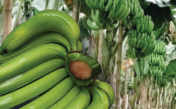 Golden Banana
