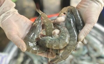 กุ้ง
