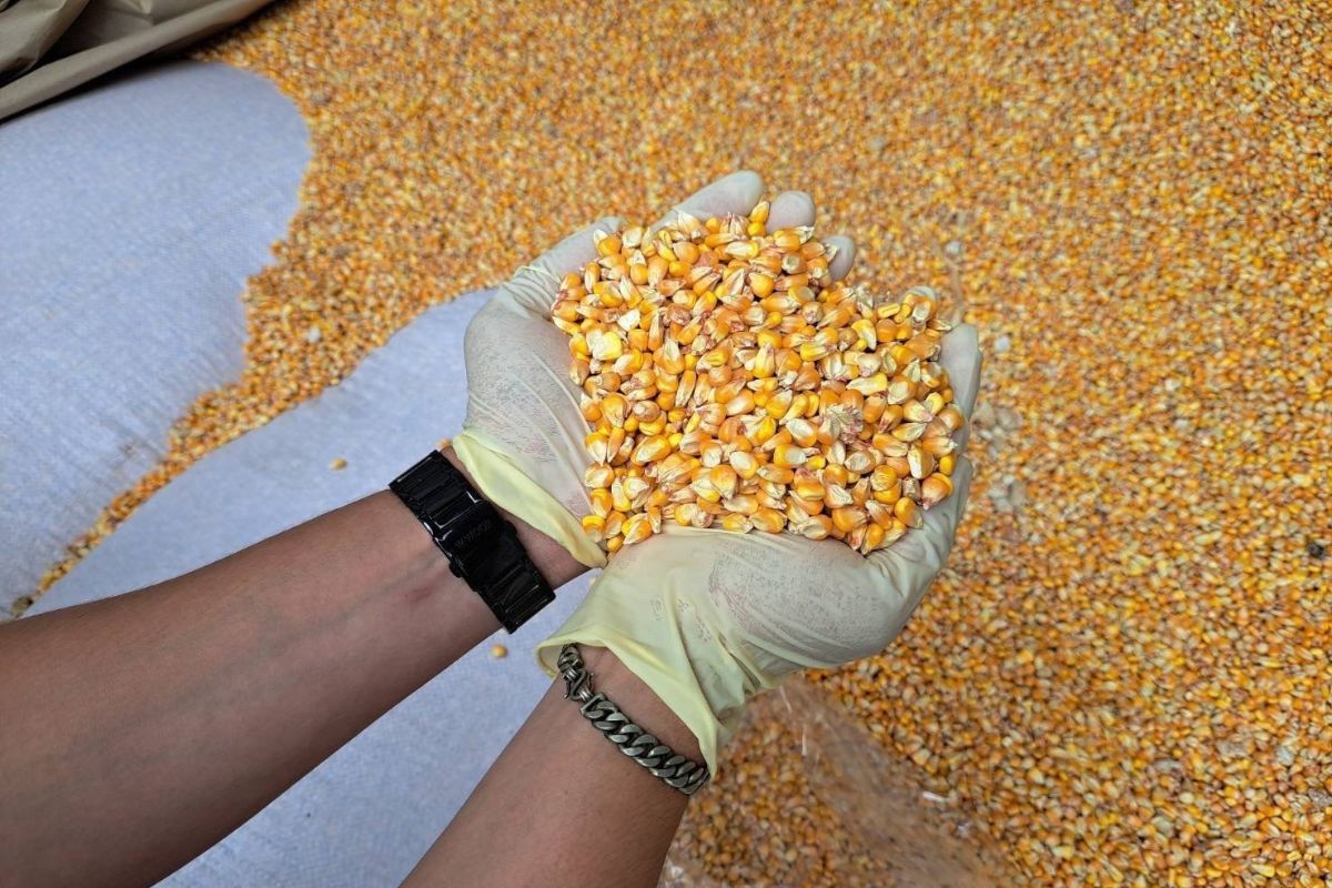 สมาคมพืชไร่ค้านนำเข้าข้าวโพด GMO สหรัฐ หวั่นทุบชาวไร่ไทย-รายได้กระจุกทุนใหญ่