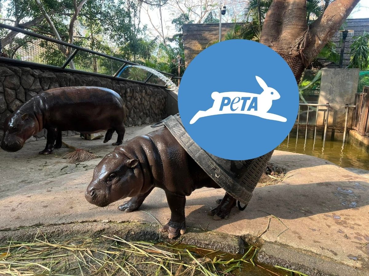 องค์กร PETA คือใคร มีอิทธิพลแค่ไหน ? หลังมองคนไทยเลี้ยง ‘หมูเด้ง’ ไม่ได้มาตรฐาน