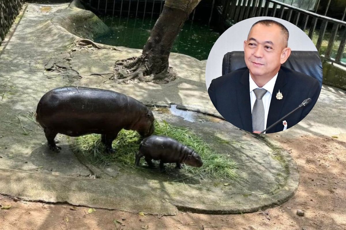 ‘เฉลิมชัย’ โต้ ‘พีต้า’ สวนสัตว์เขาเขียวเลี้ยงหมูเด้งถูกสุขลักษณะตามมาตรฐานสากล