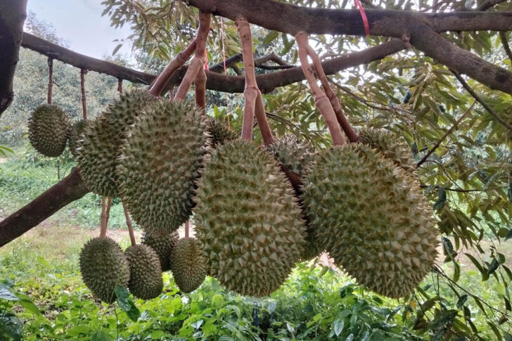1-du ทุเรียน