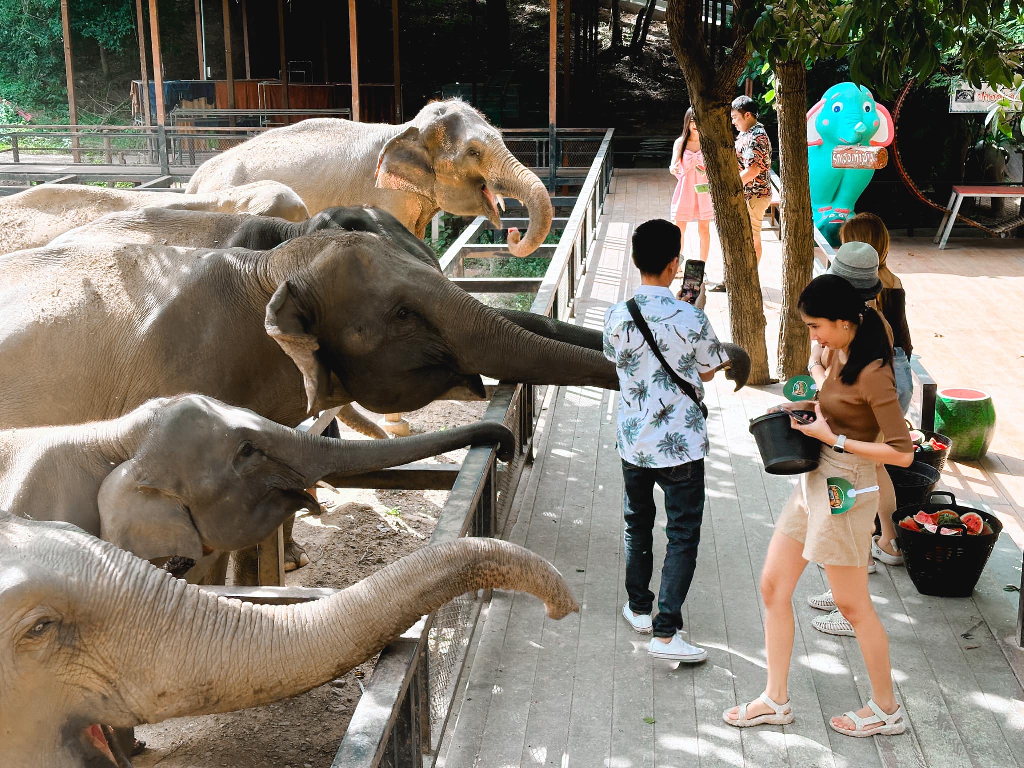 รู้จัก 4 ธุรกิจปางช้างทั่วประเทศไทย มีที่จังหวัดไหนบ้าง ?